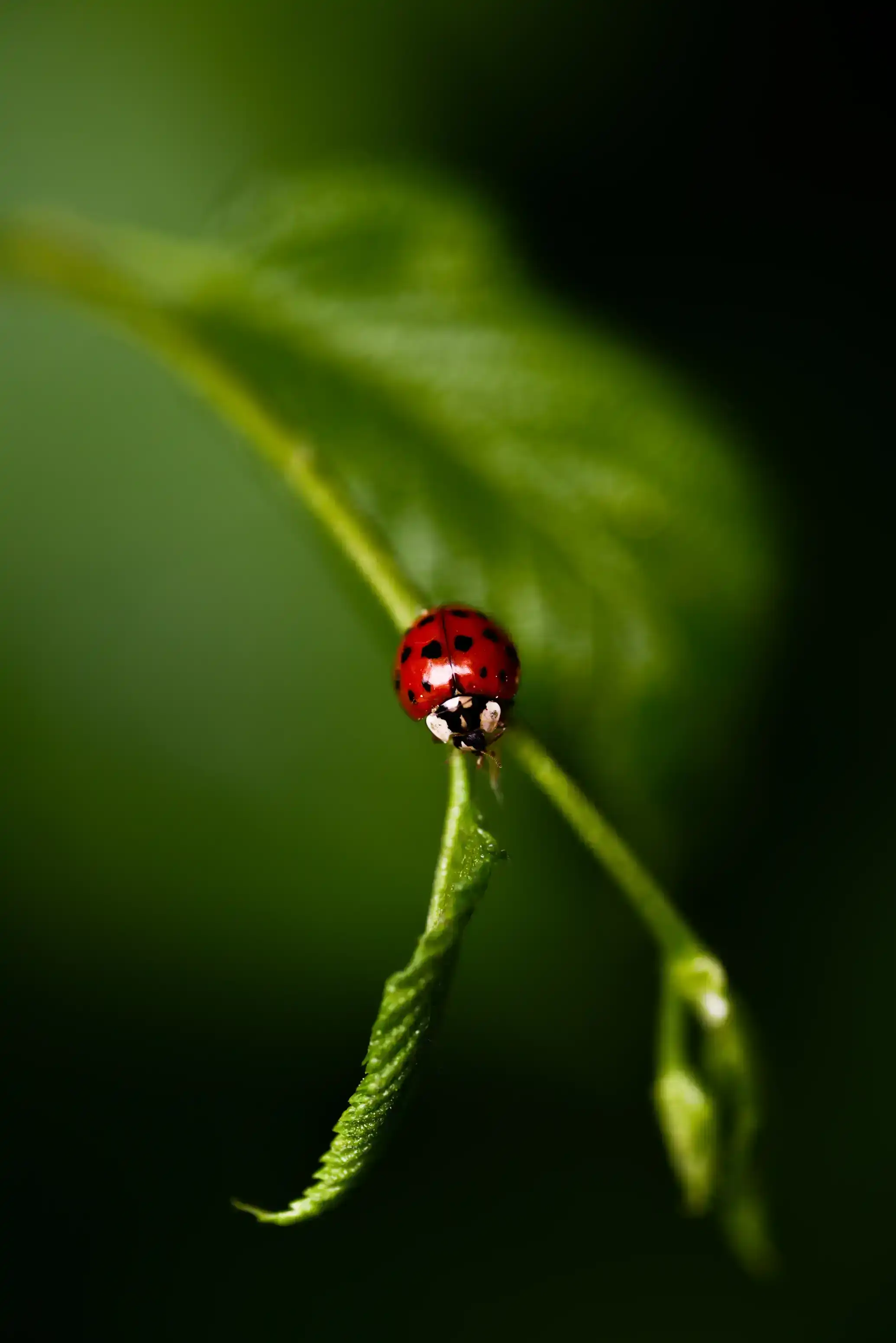 ladybug